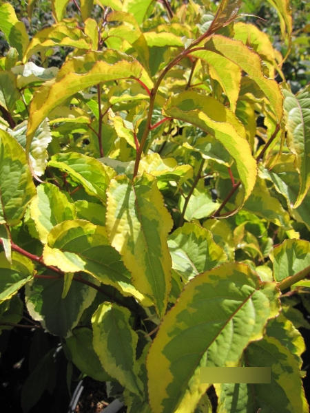 Stachyurus chinensis Joy Forever - Gelbbunter Perlschweif Joy Forever